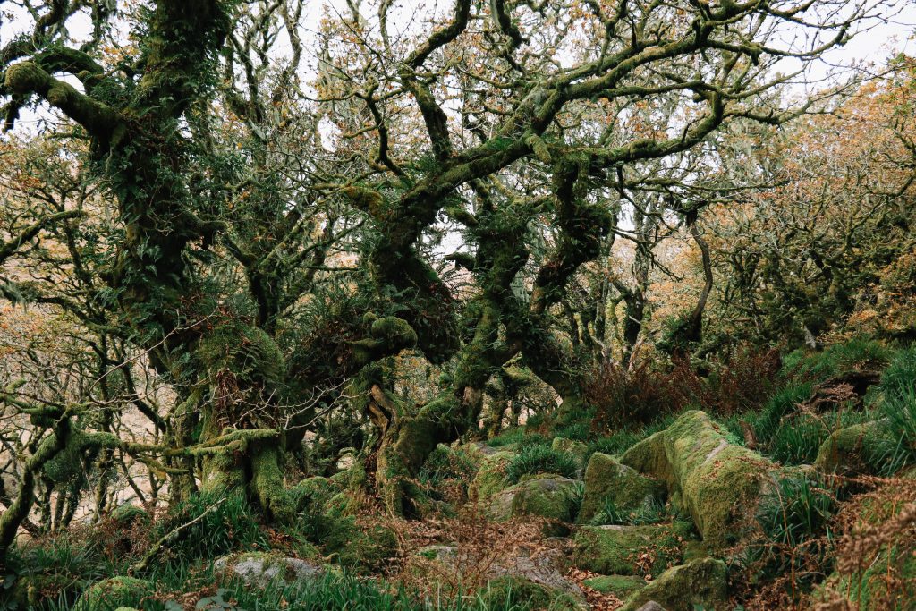 A guide to Dartmoor