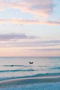 A guide to things to do on Anna Maria Island