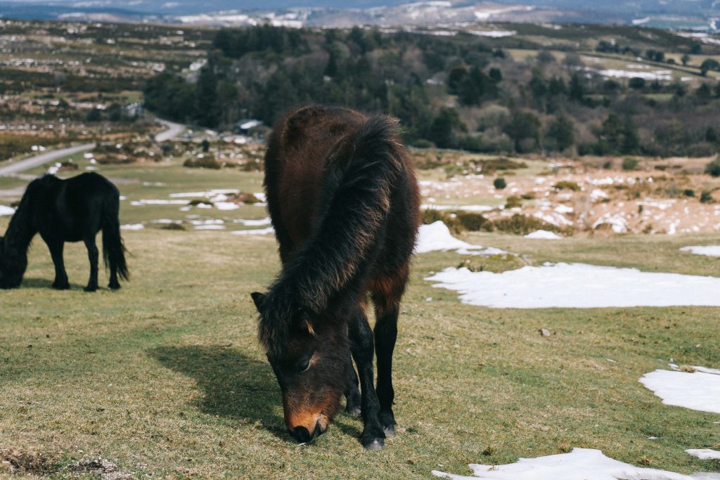 dartmoor ponies