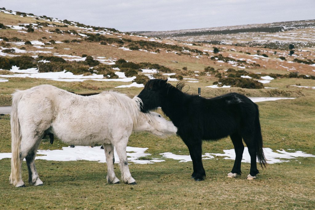 dartmoor ponies