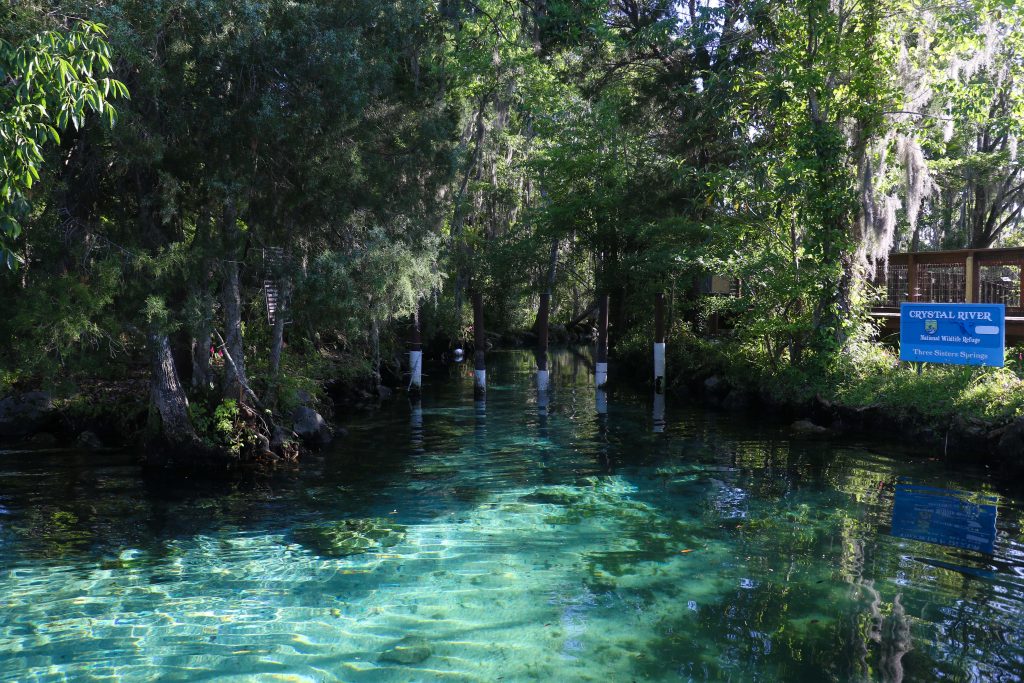 swimming with manatees