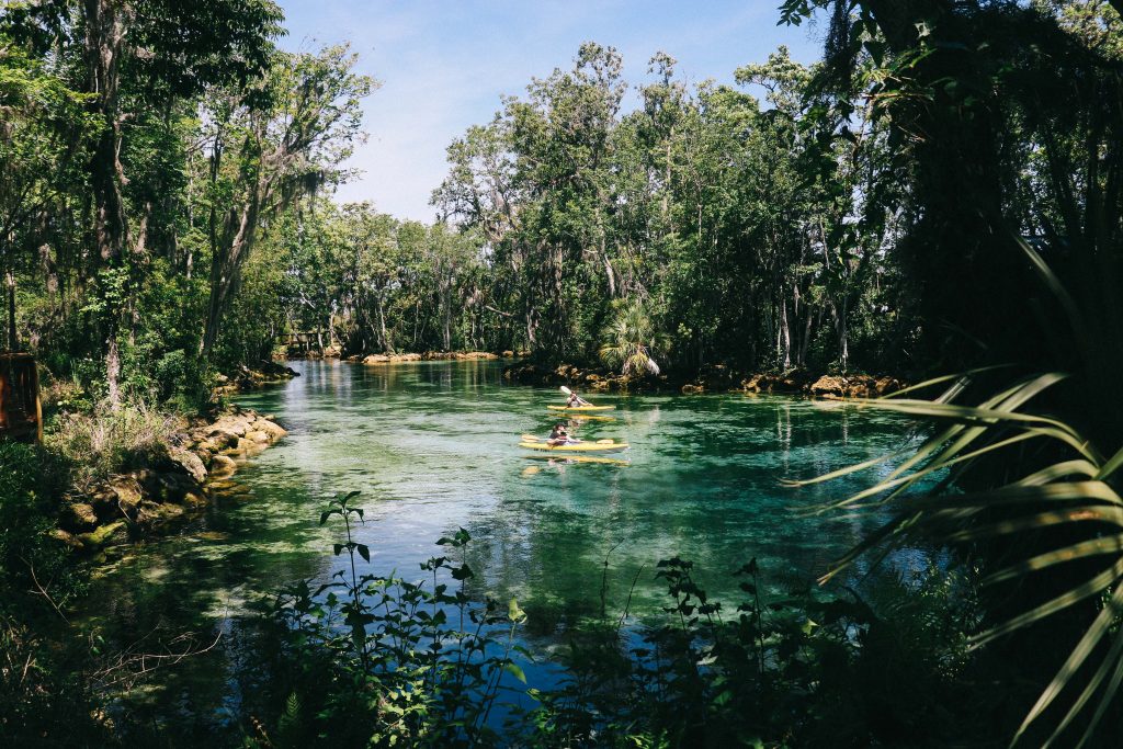 swimming with manatees