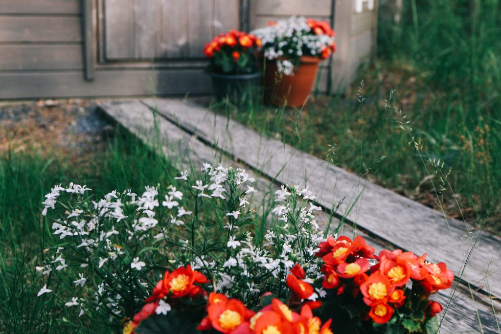 Pots of red and white flowers outside the log cabin in Tampere.