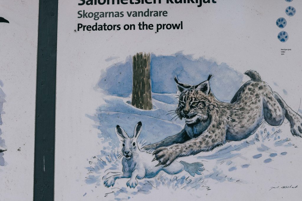 A sign showing the animals found in Helvetinjärvi National Park. including a lynx and rabbit.