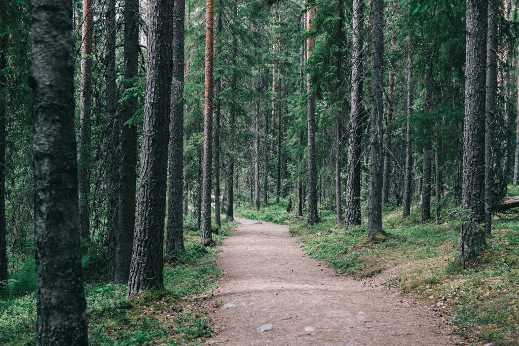 A dirt path leading into the forests of Helvetinjärvi National Park.