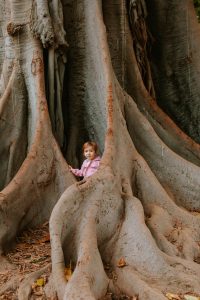 big trees in seville park
