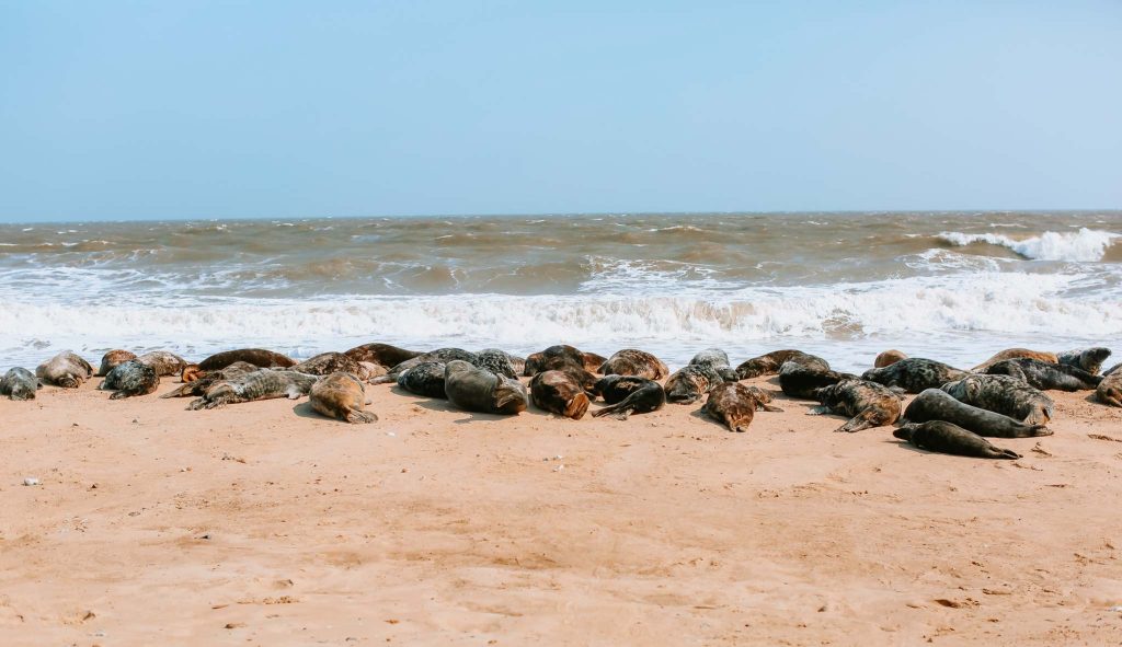 seals horsey beach