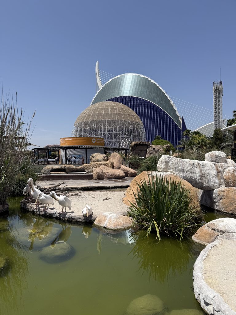 oceangrafic valencia