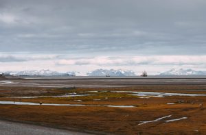 can you see polar bears on svalbard in summer