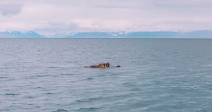 walrus safari svalbard
