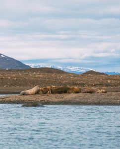 walrus safari svalbard