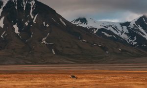 things to do on svalbard in summer