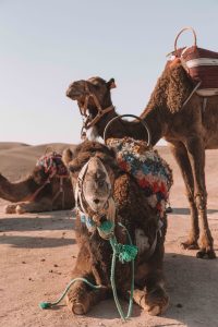 Camel riding, Morocco